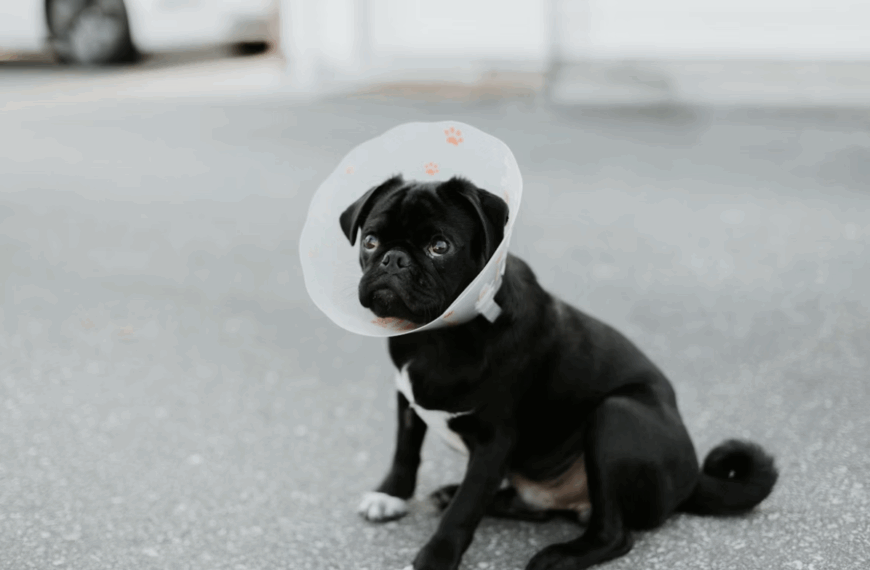 Navigating Pet Insurance Claims